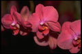 453055 Phalaenopsis A4 Photo Print