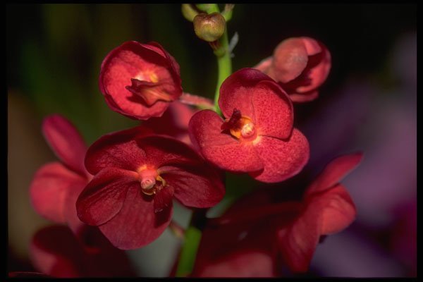 453056 Dendrobium A4 Photo Print