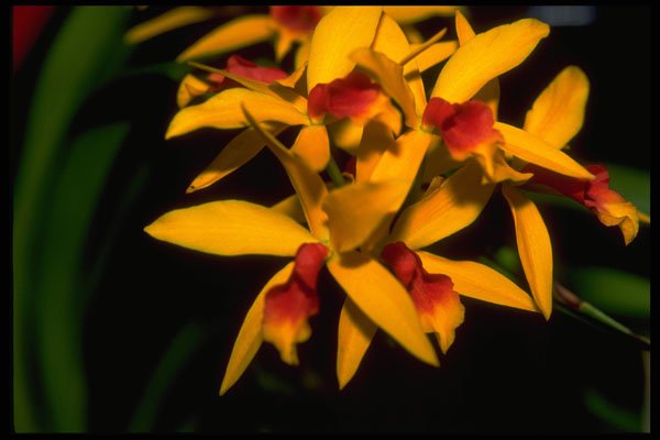 453057 Laelia A4 Photo Print