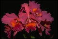 453058 Cattleya A4 Photo Print