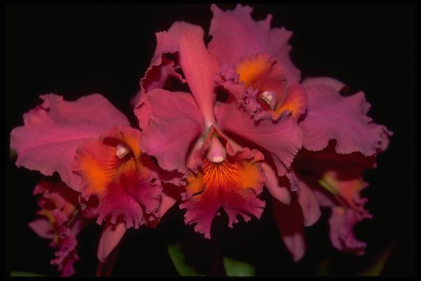 453058 Cattleya A4 Photo Print