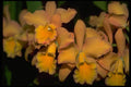 453059 Cattleya A4 Photo Print