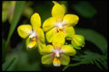 453060 Vanda A4 Photo Print