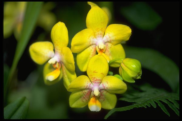 453060 Vanda A4 Photo Print