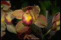 453061 Cymbidium A4 Photo Print