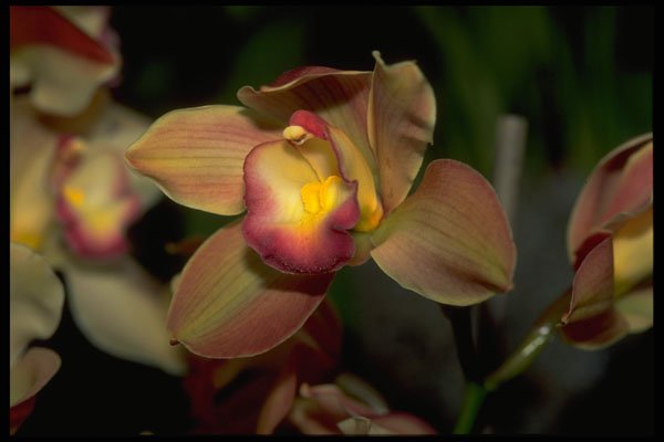 453061 Cymbidium A4 Photo Print