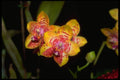 453062 Vanda A4 Photo Print