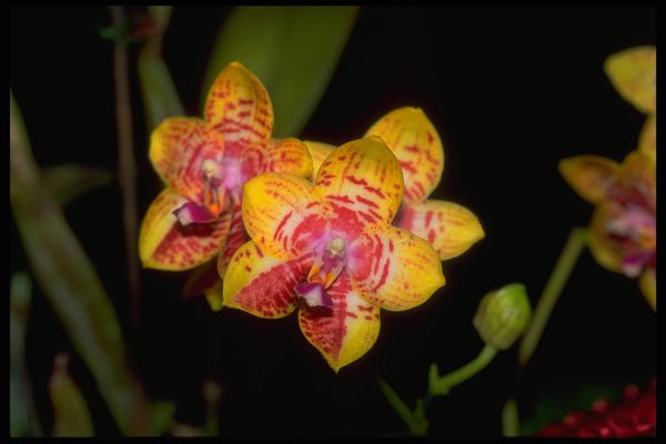 453062 Vanda A4 Photo Print