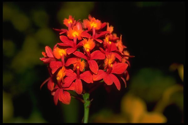 453063 Dendrobium A4 Photo Print