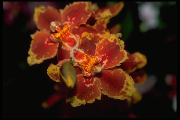453064 Oncidium Forbesii A4 Photo Print