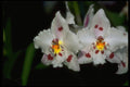 453065 Oncidium A4 Photo Print