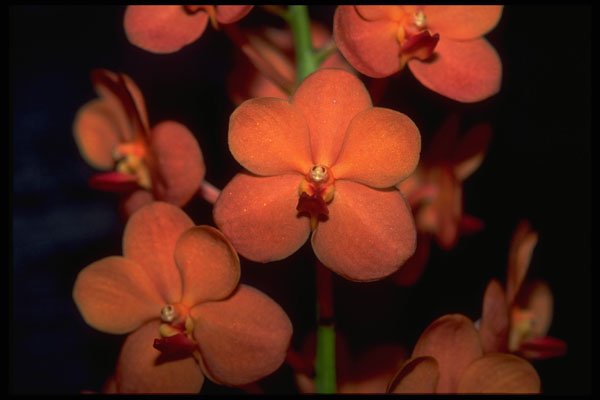 453066 Vanda A4 Photo Print