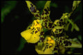 453067 Odontoglossum A4 Photo Print
