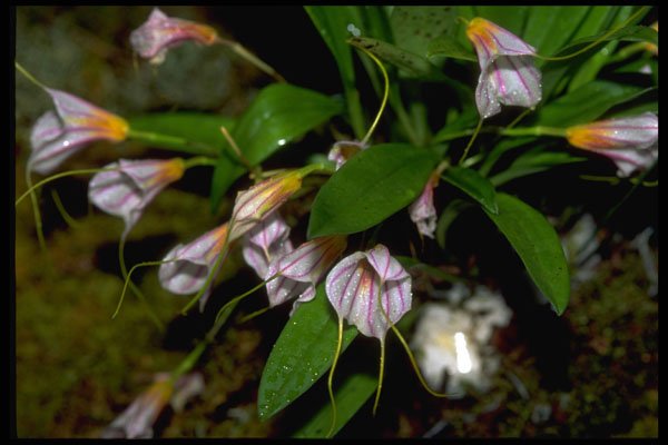453068 Masdevallia A4 Photo Print
