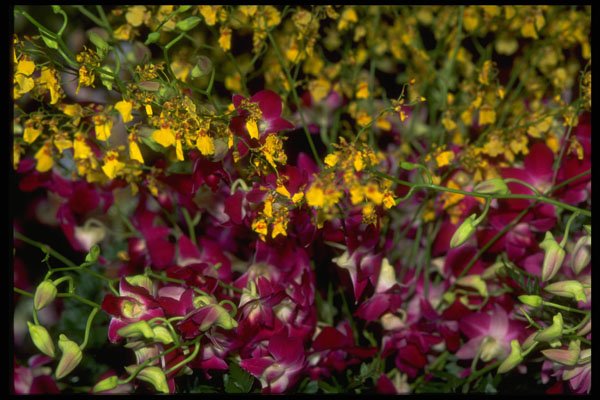 453069 Garden Of Orchids Dendrobium And Oncidium A4 Photo Print