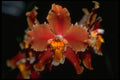 453070 Oncidium A4 Photo Print