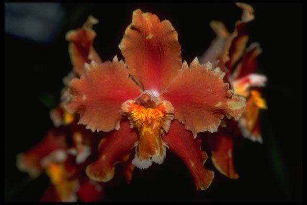 453070 Oncidium A4 Photo Print