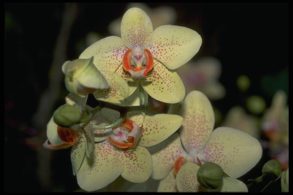 453071 Cymbidium A4 Photo Print