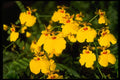 453072 Oncidium A4 Photo Print