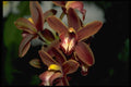 453073 Cymbidium A4 Photo Print
