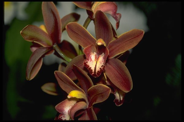 453073 Cymbidium A4 Photo Print