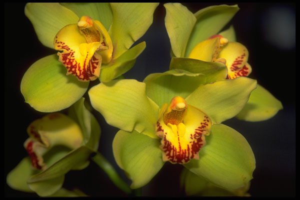 453074 Cymbidium A4 Photo Print