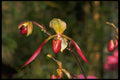 453075 Paphiopedilum A4 Photo Print