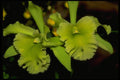453076 Rhyncholaelia A4 Photo Print