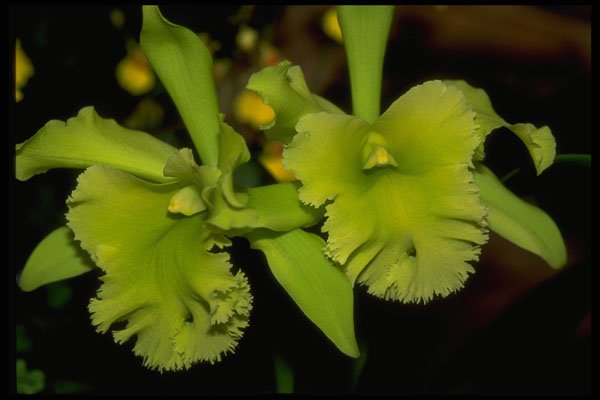 453076 Rhyncholaelia A4 Photo Print