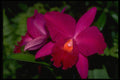 453077 Cattleya A4 Photo Print