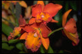 453078 Cattleya A4 Photo Print