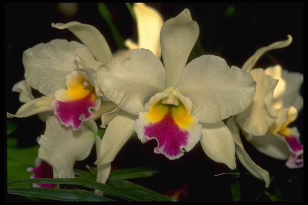 453079 Cattleya A4 Photo Print