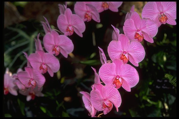 453080 Phalaenopsis A4 Photo Print