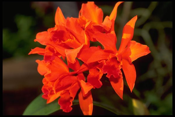 453081 Cattleya A4 Photo Print
