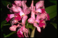 453082 Cattleya A4 Photo Print