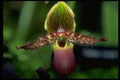453083 Paphiopedilum Argus A4 Photo Print