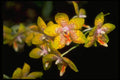 453084 Vanda A4 Photo Print