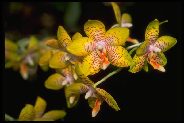 453084 Vanda A4 Photo Print