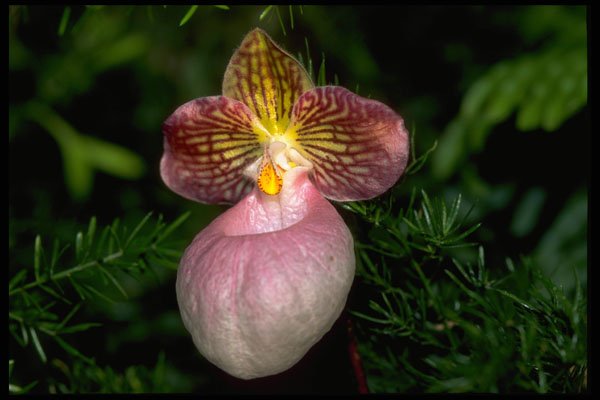 453085 Cypripedium A4 Photo Print