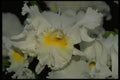 453086 Cattleya A4 Photo Print