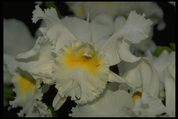 453086 Cattleya A4 Photo Print