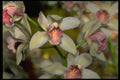 453087 Cymbidium A4 Photo Print