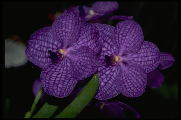 453088 Vanda A4 Photo Print