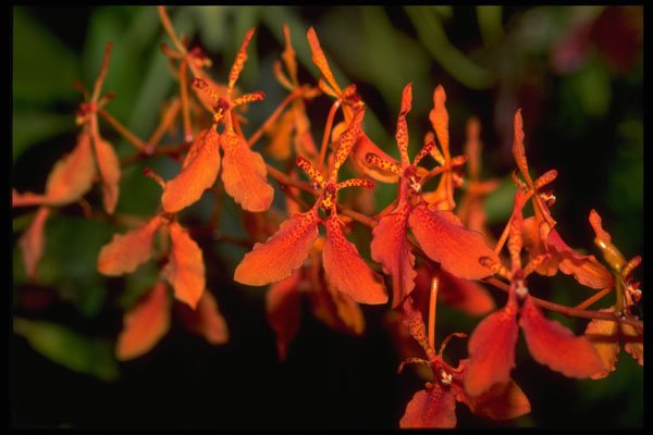 453089 Phalaenopsis A4 Photo Print