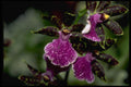 453090 Oncidium A4 Photo Print