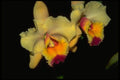 453091 Cattleya A4 Photo Print