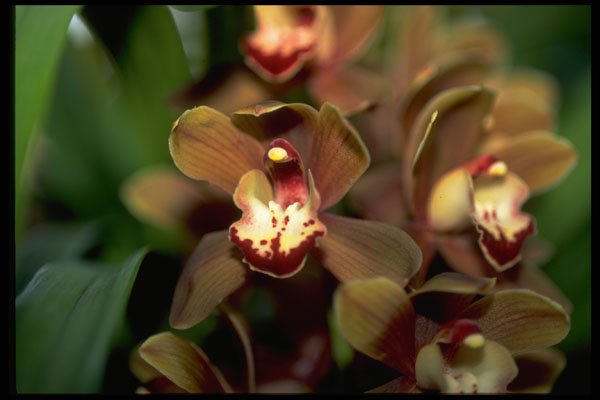 453092 Cymbidium A4 Photo Print