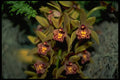 453093 Oncidium A4 Photo Print