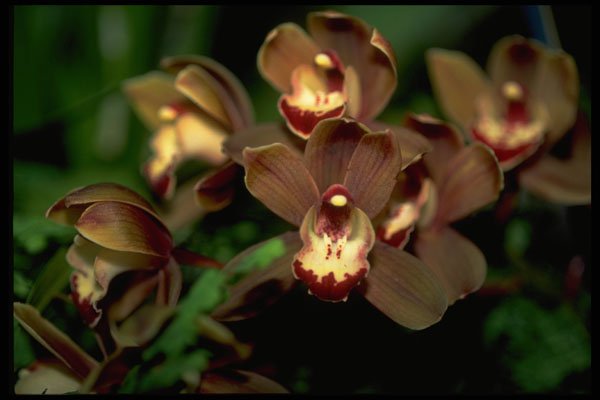453094 Cymbidium A4 Photo Print