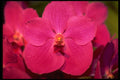 453095 Vanda A4 Photo Print